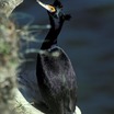 Red-faced Cormorant